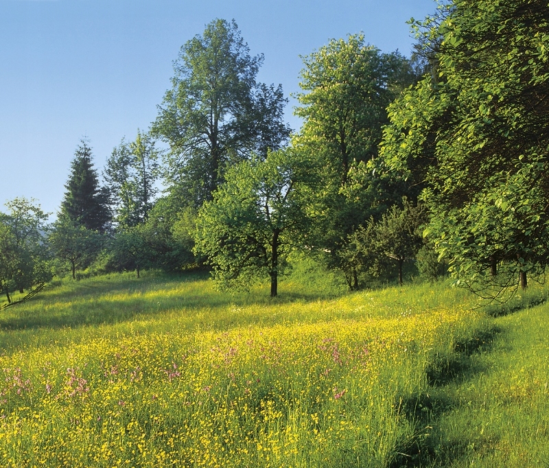 Miesięczny Kalendarz z Przestrzenią na Notatki