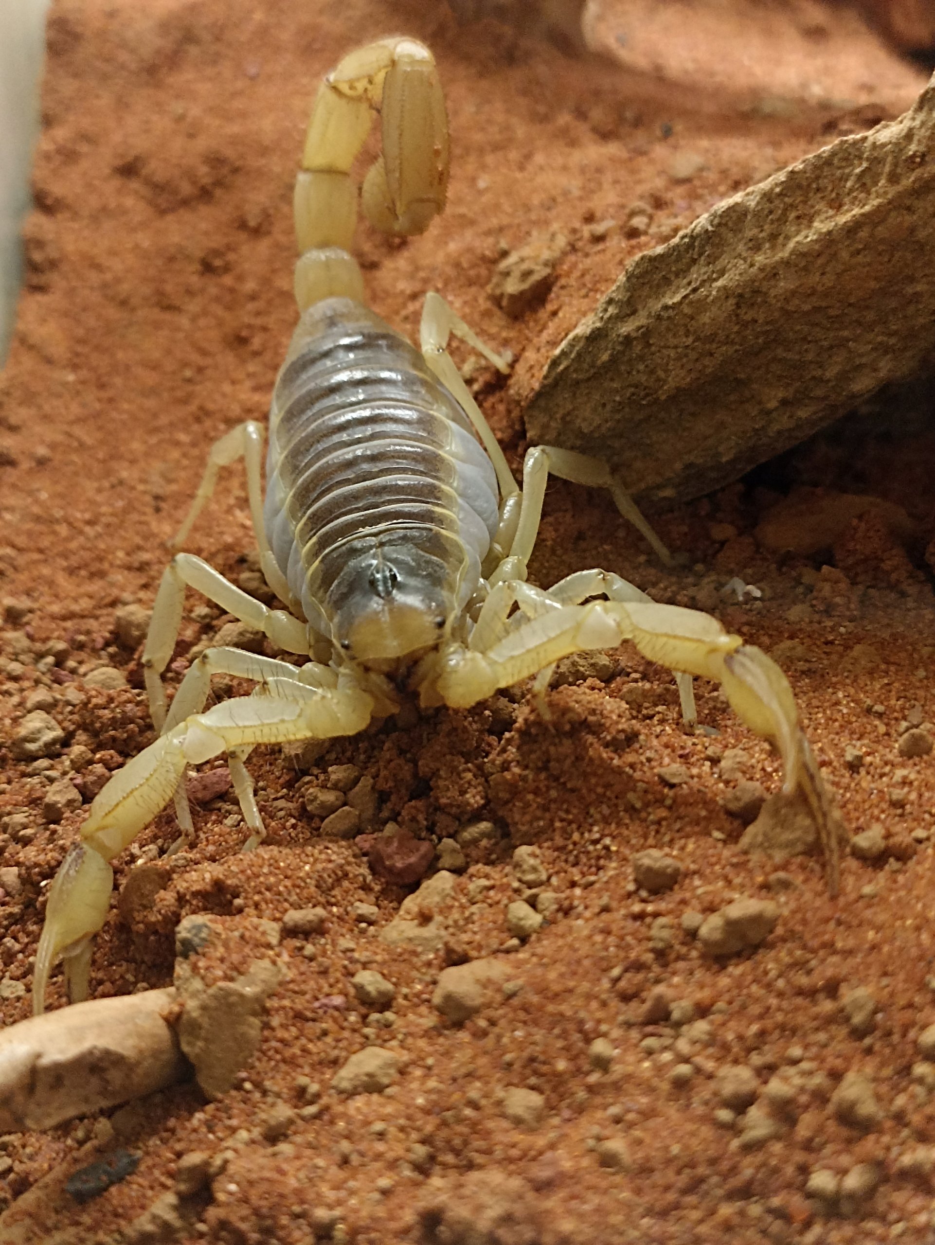 Stymulacja naturalnych zachowań – kopanie i drążenie nor