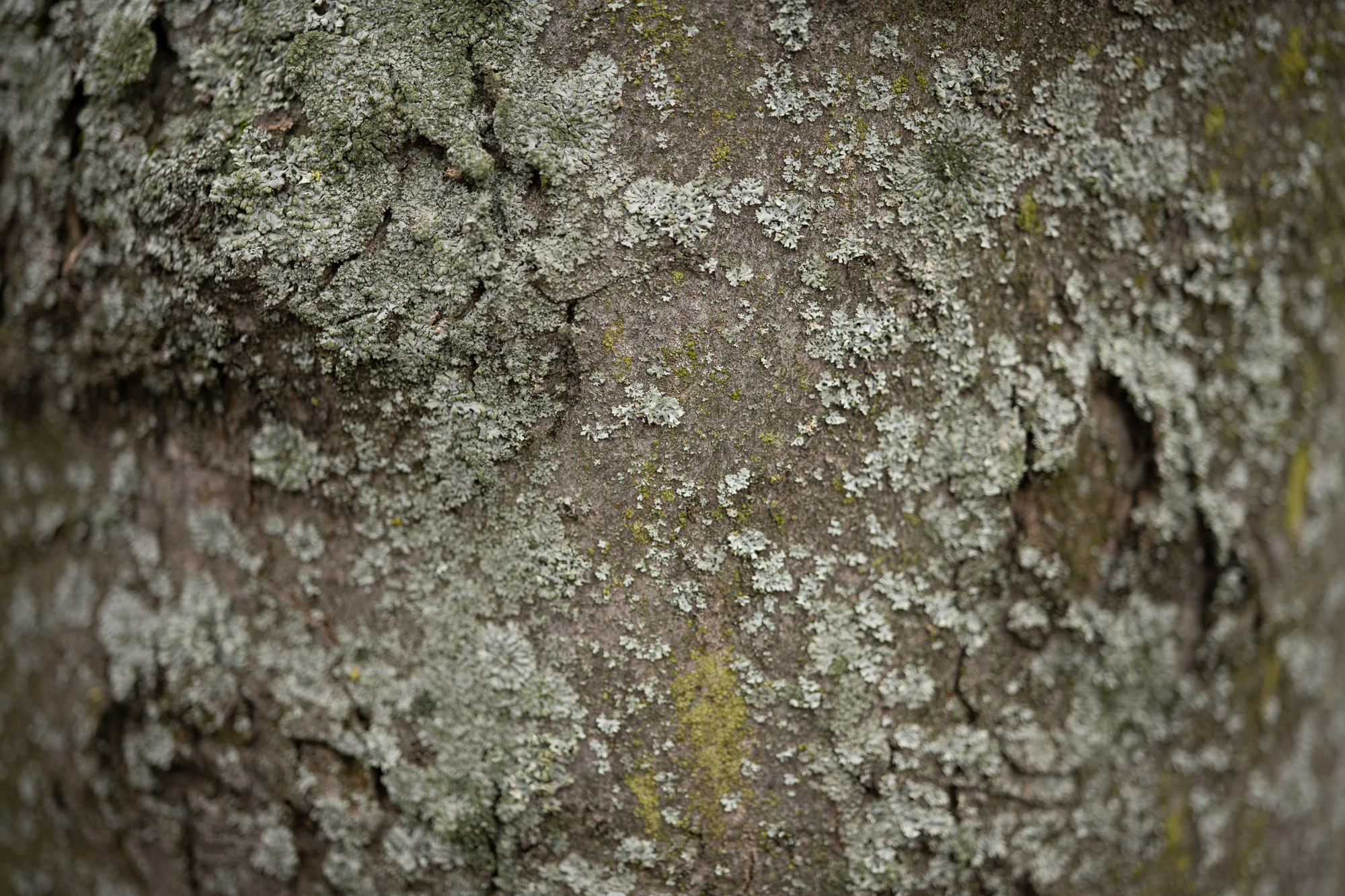 Obiektyw Voigtlander Macro APO Lanthar 65 mm f/2,0 do Nikon Z