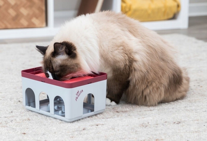 Dwa poziomy zadań dla kota