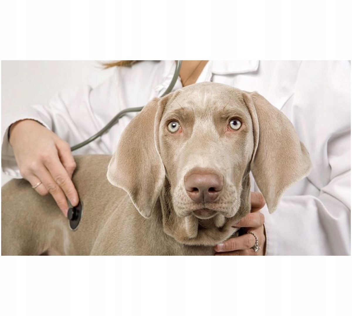 Lekkostrawne płatki dla szczeniąt od 4 tygodnia życia