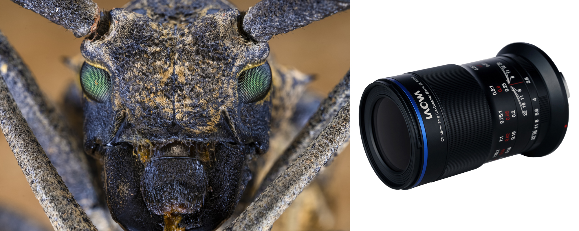 Obiektyw Venus Optics Laowa 65 mm f/2,8 2x Ultra Macro APO do Canon RF