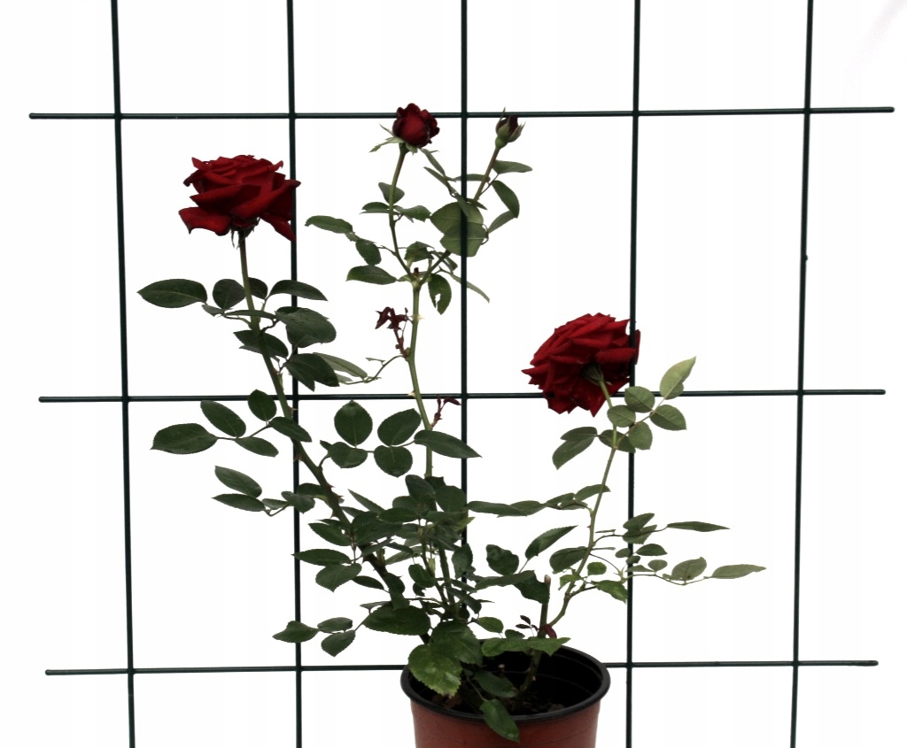 Krate do roślin pnących metalowa ciemna zieleń 150x75 cm – Idealne wsparcie dla Twojego ogrodu