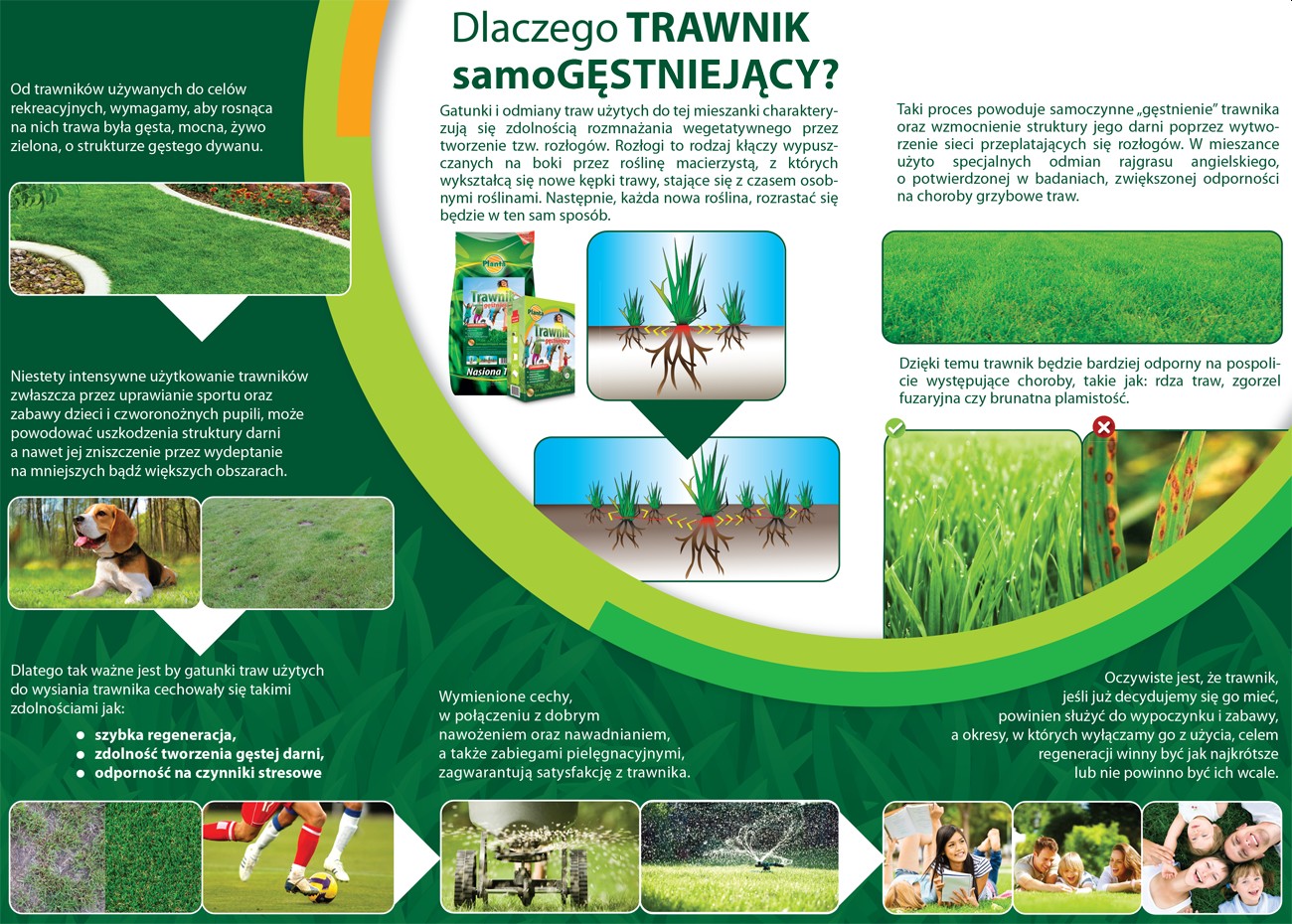 Wysoka odporność – Trawnik odporny na intensywne użytkowanie i choroby