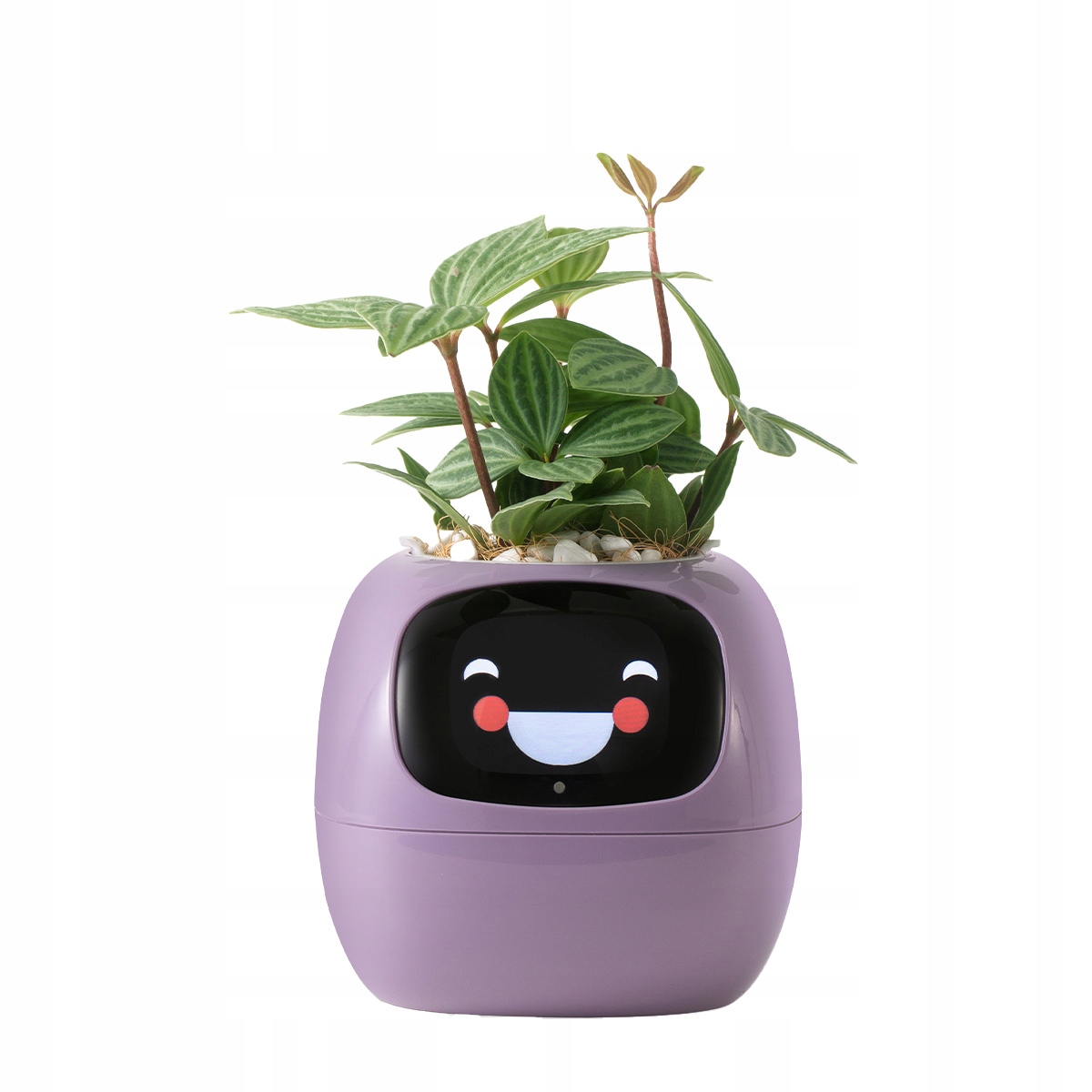 PlantsIO IVY Fioletowa – Inteligentna doniczka dla Twoich roślin