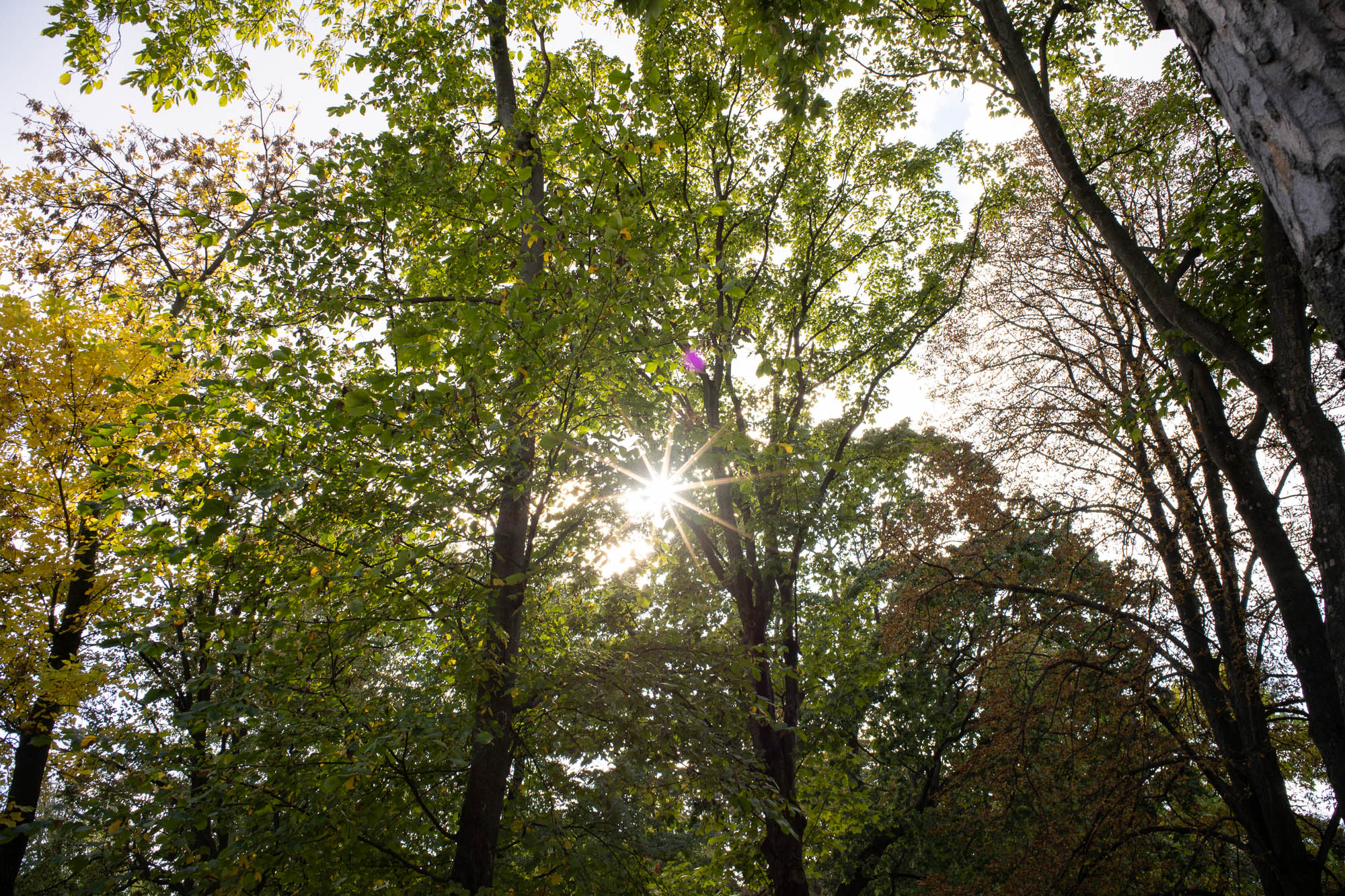 Obiektyw Voigtlander Color Skopar I 28 mm f/2,8 do M39 - czarny