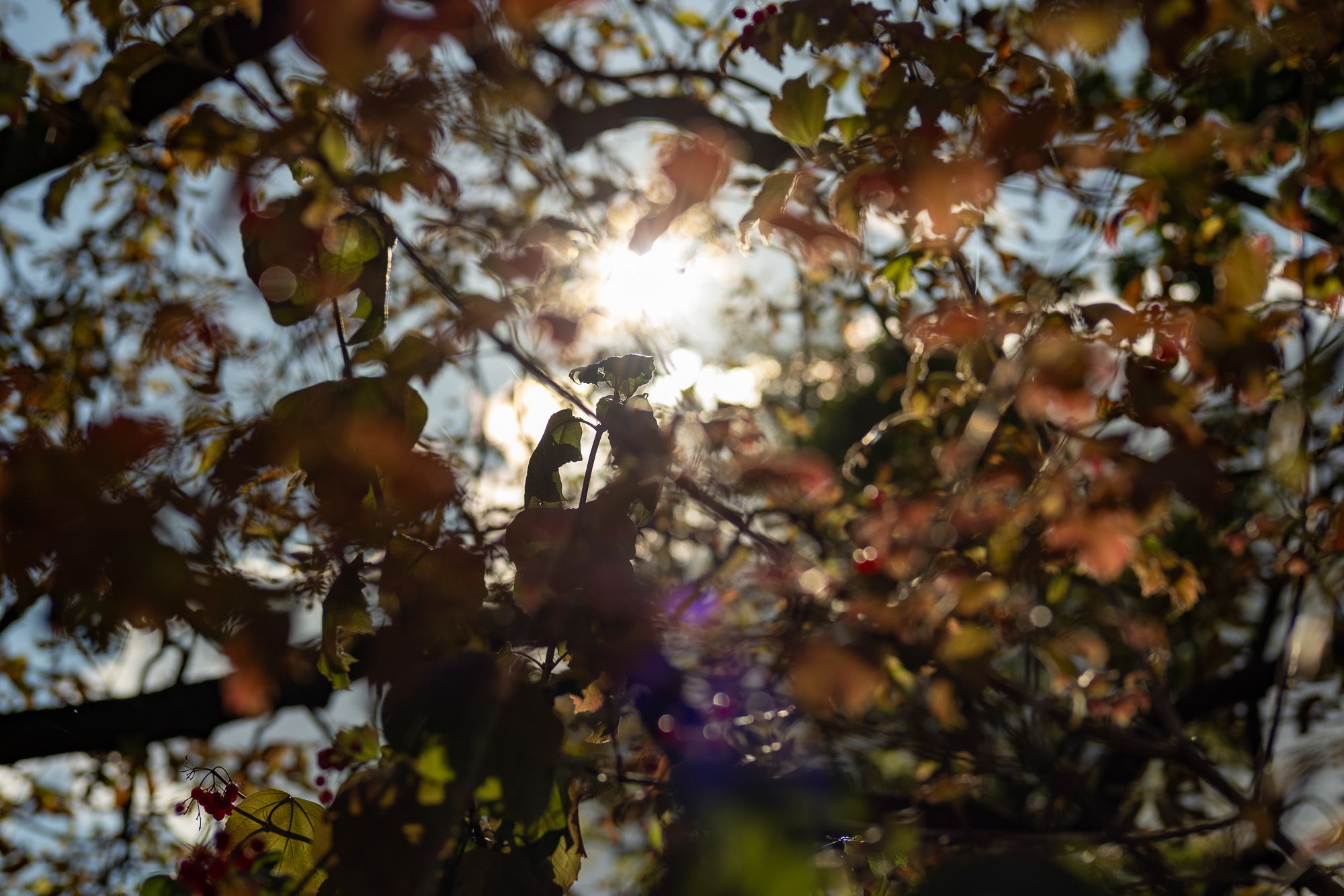 Obiektyw Voigtlander Nokton 50 mm f/1,2 do Fujifilm X