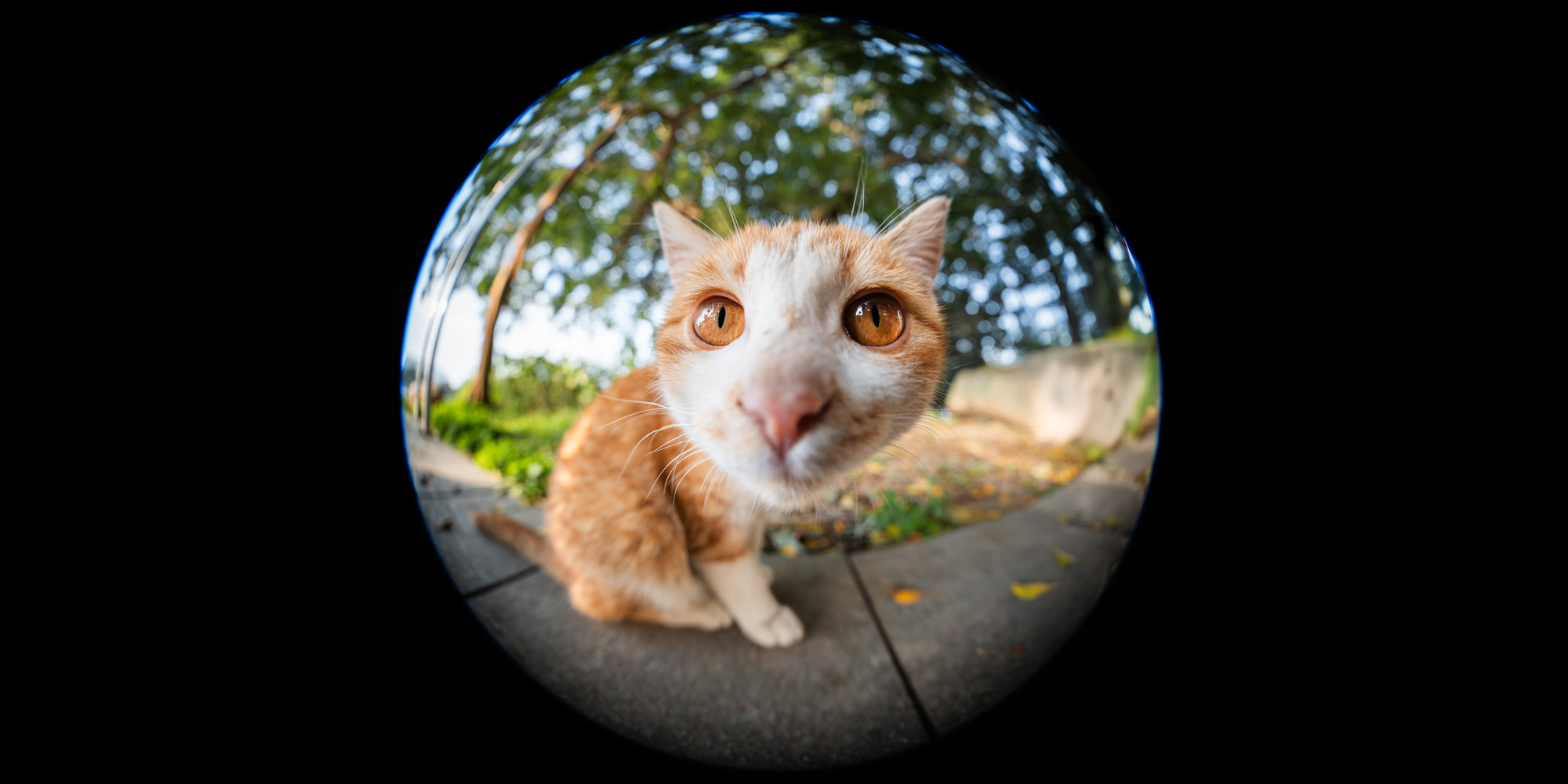 width=100% Obiektyw Laowa 8-15mm f/2,8 FF Zoom Fisheye do Canon RF