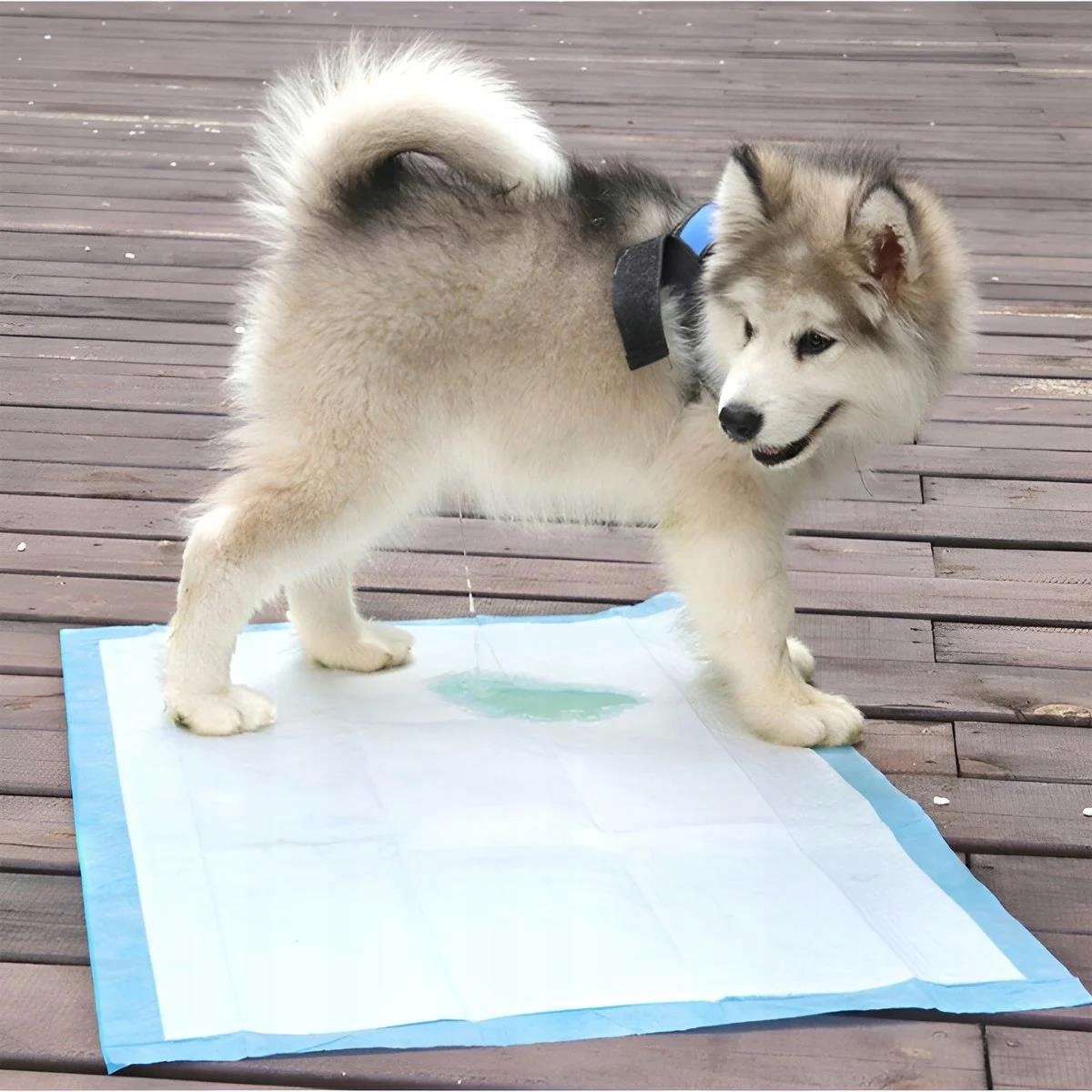 Idealne do treningu czystości u zwierząt