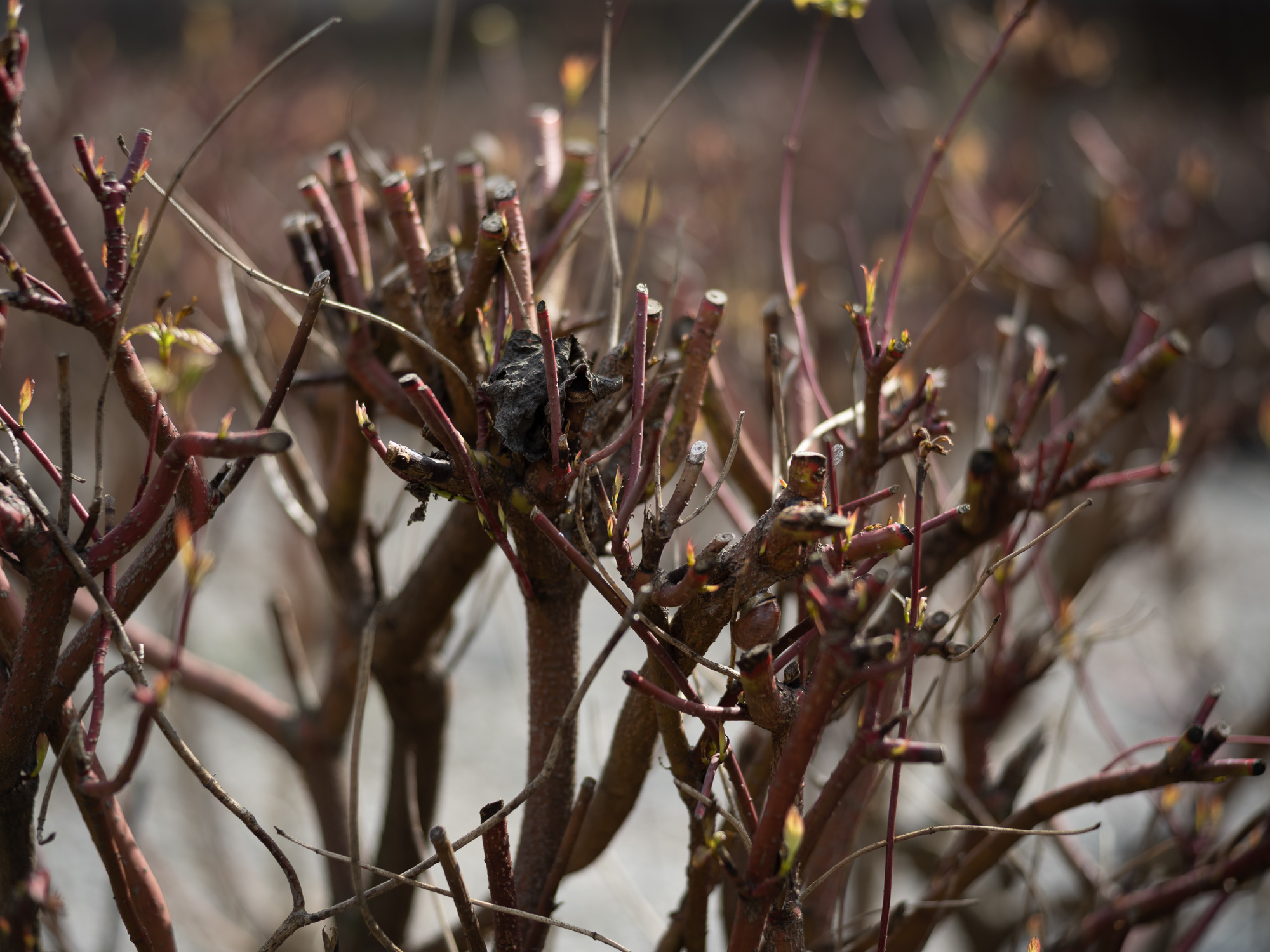 Obiektyw Voigtlander Ultron 75 mm f/1,9 do Leica M - SC