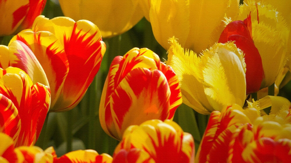 Niezrównana jakość kolorów dzięki technologii OLED