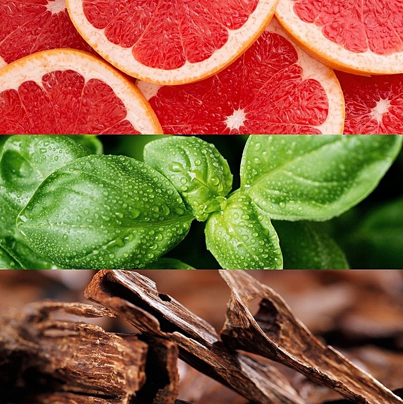 Cytrusowe akordy – Źródło świeżości i energii