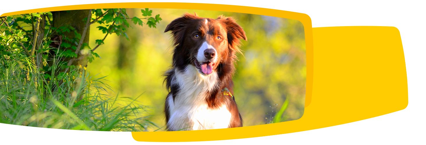 Josera - film produktowy Josera - film produktowy