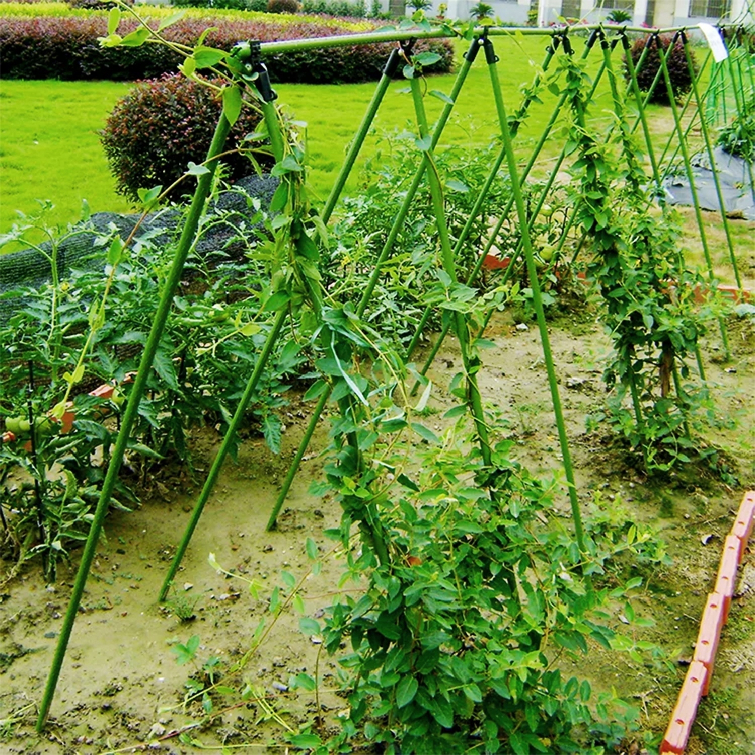 Praktyczne wsparcie dla roślin - Uporządkuj grządki z łatwością