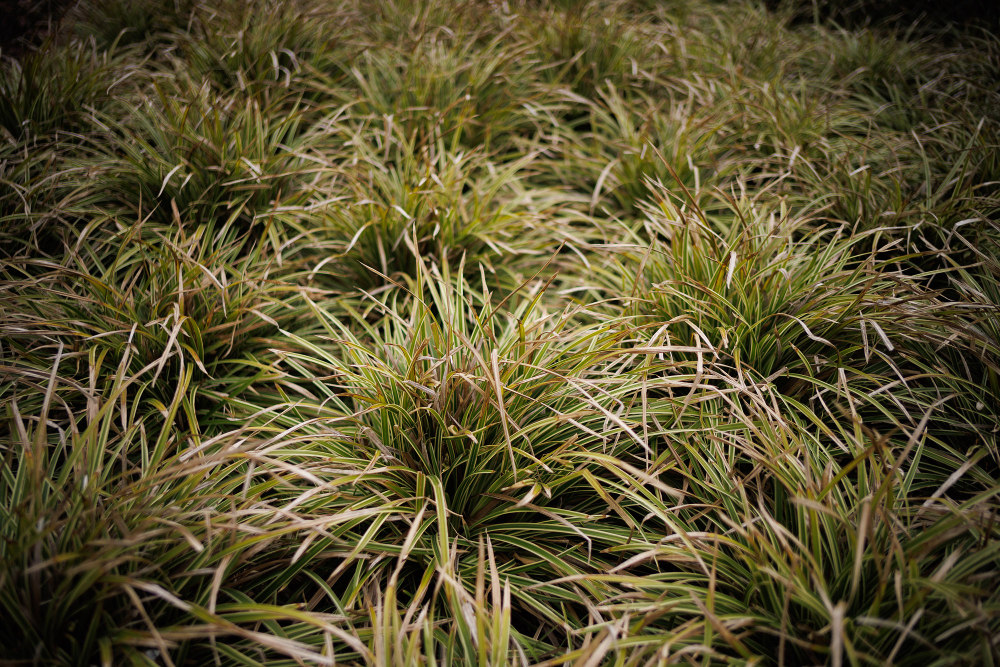 Obiektyw Voigtlander Nokton II Vintage Line 28 mm f/1,5 do Leica M - czarny