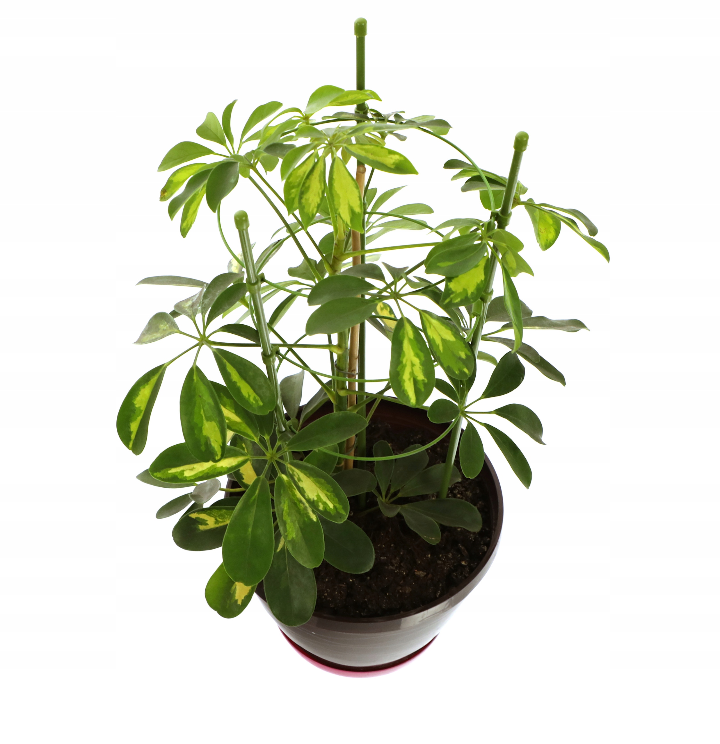 Wiele zastosowań – Doskonała do borówki amerykańskiej i hortensji