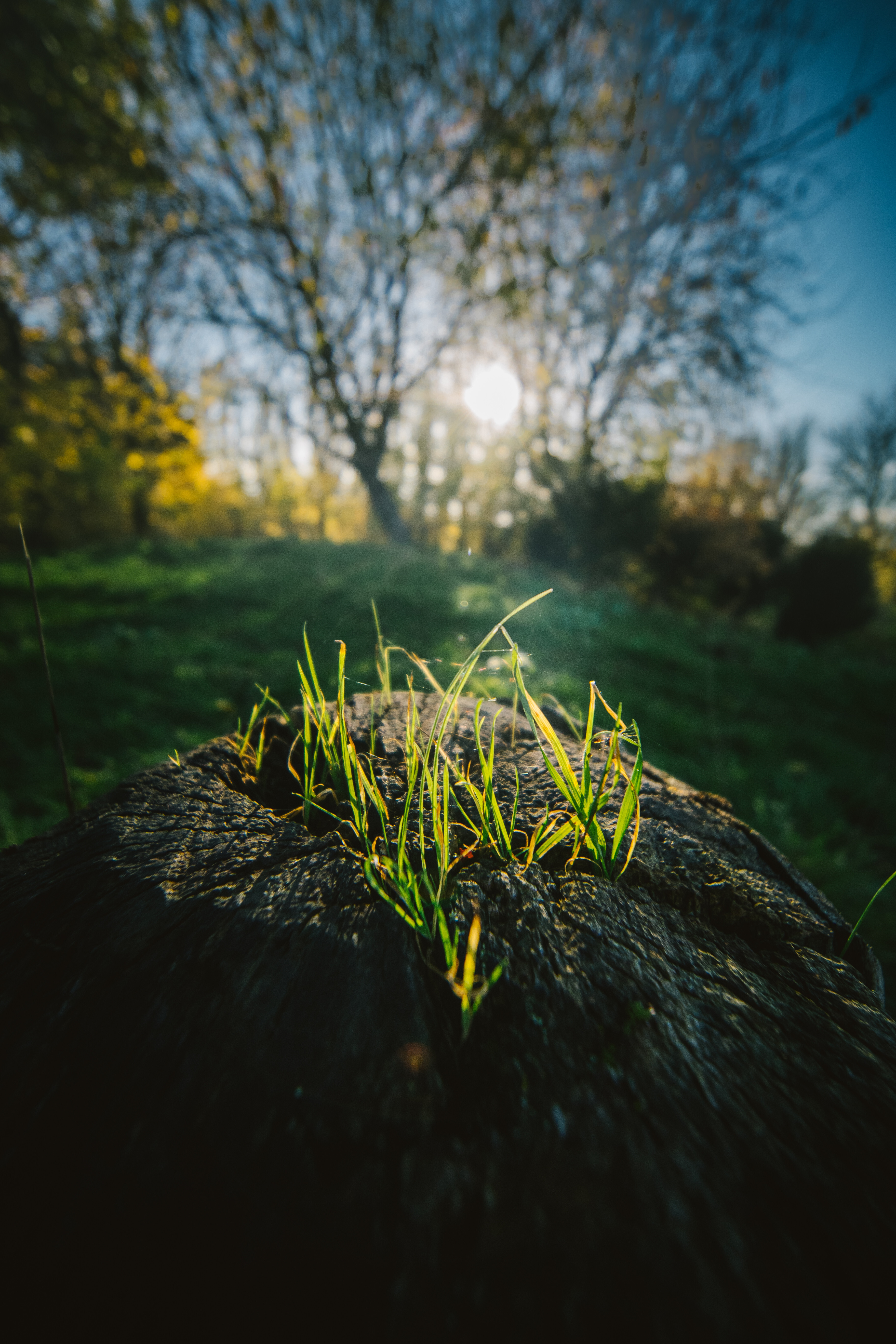 Obiektyw Venus Optics Laowa C-Dreamer 6 mm f/2,0 do Micro 4/3