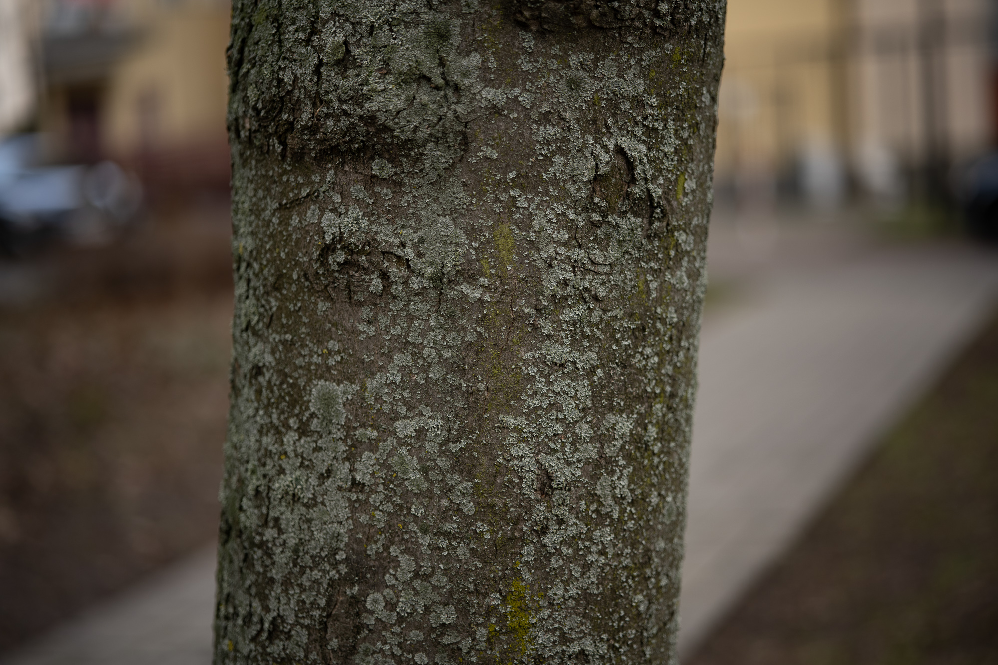 Obiektyw Voigtlander Macro APO Lanthar 65 mm f/2,0 do Nikon Z