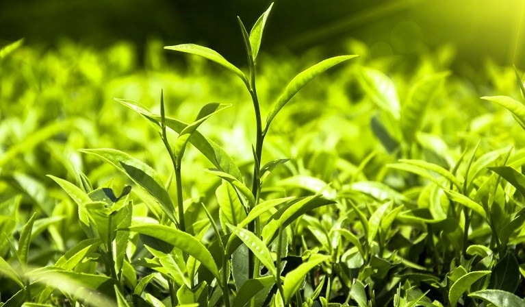 Aromatyczna zielona herbata z jaśminem