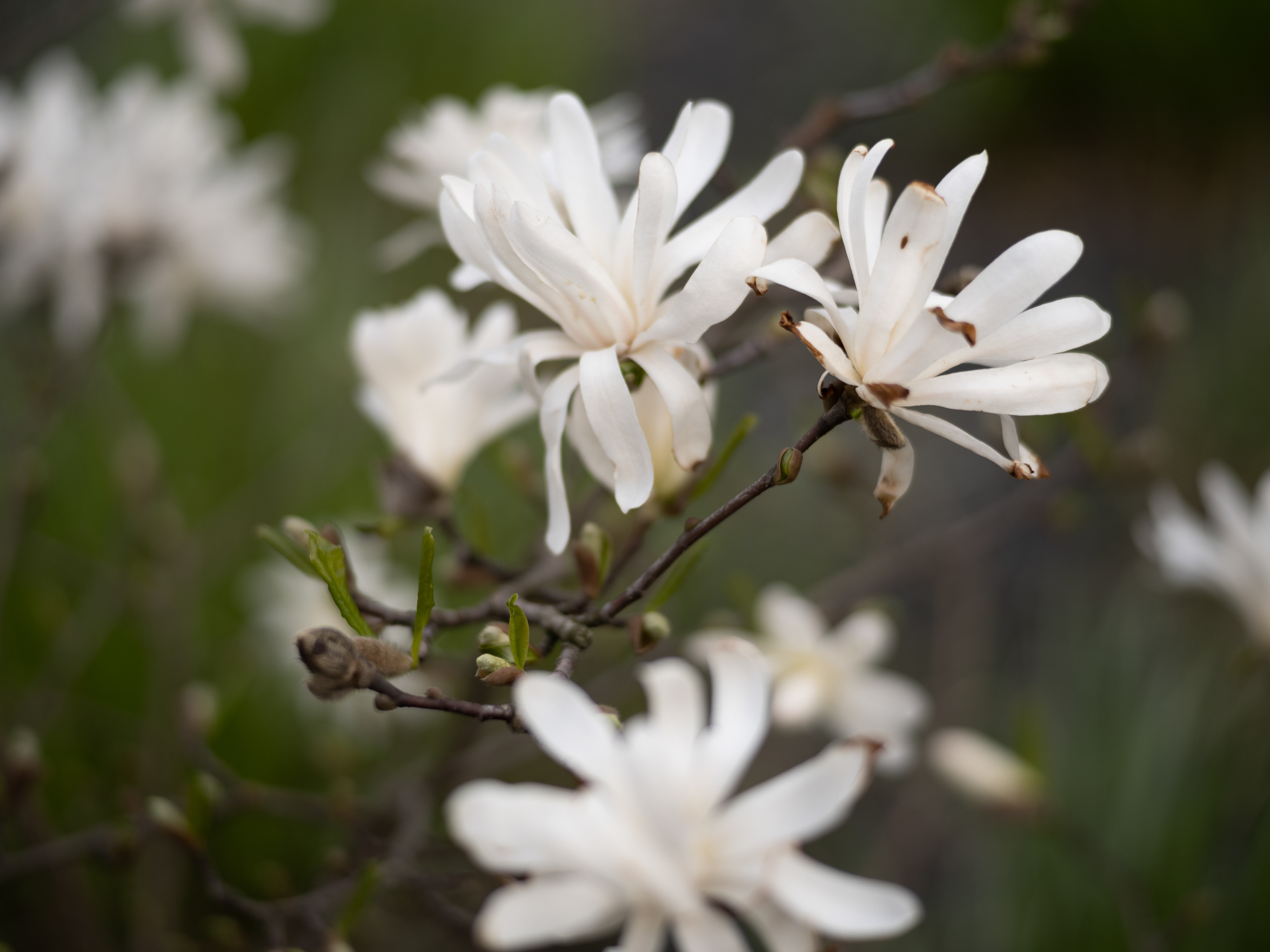 Obiektyw Voigtlander Ultron 75 mm f/1,9 do Leica M - MC