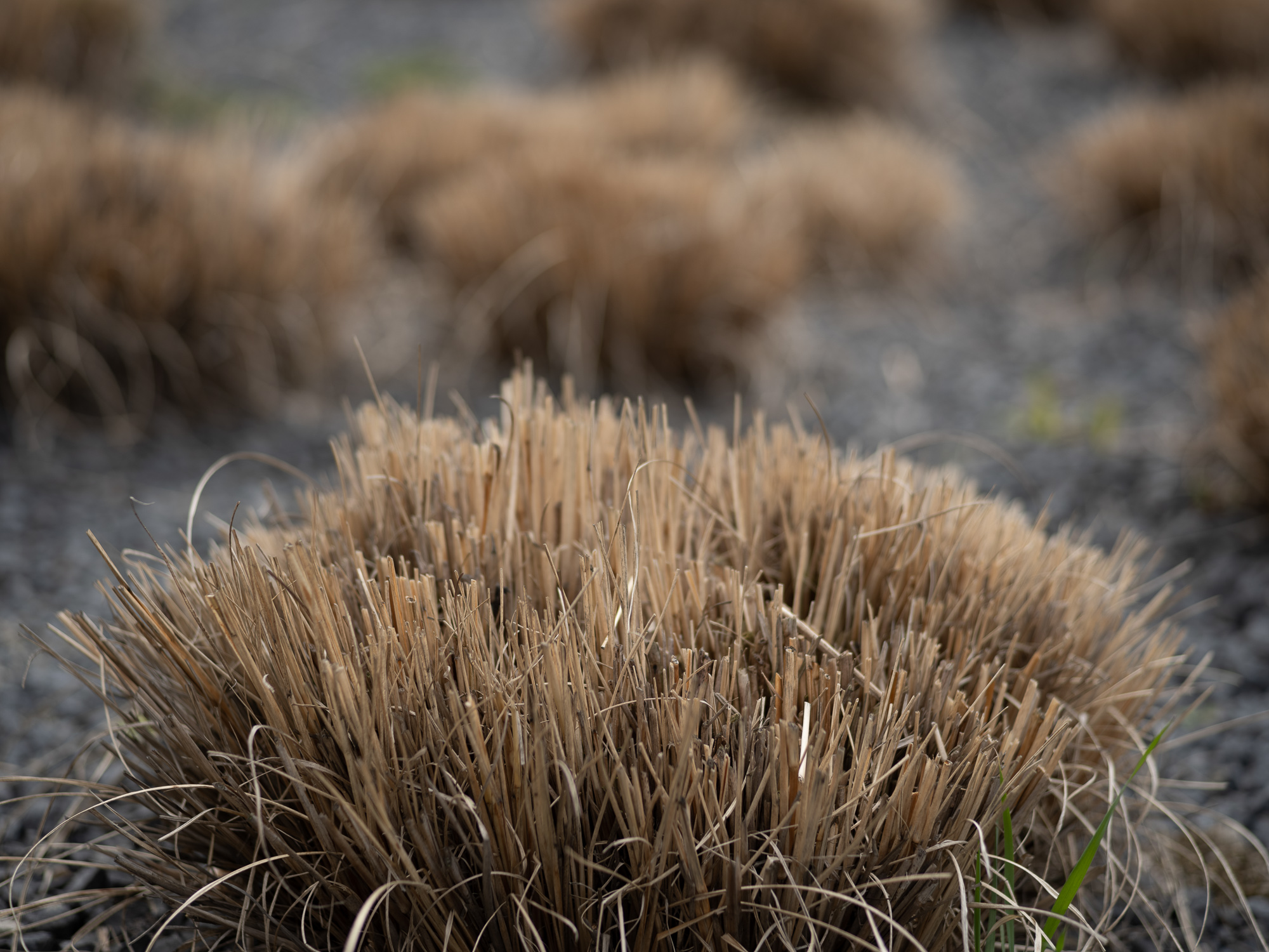 Obiektyw Voigtlander Ultron 75 mm f/1,9 do Leica M - MC