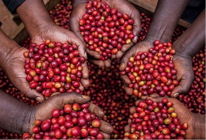 Odkryj wyjątkowe ziarna Arabica z microlotów