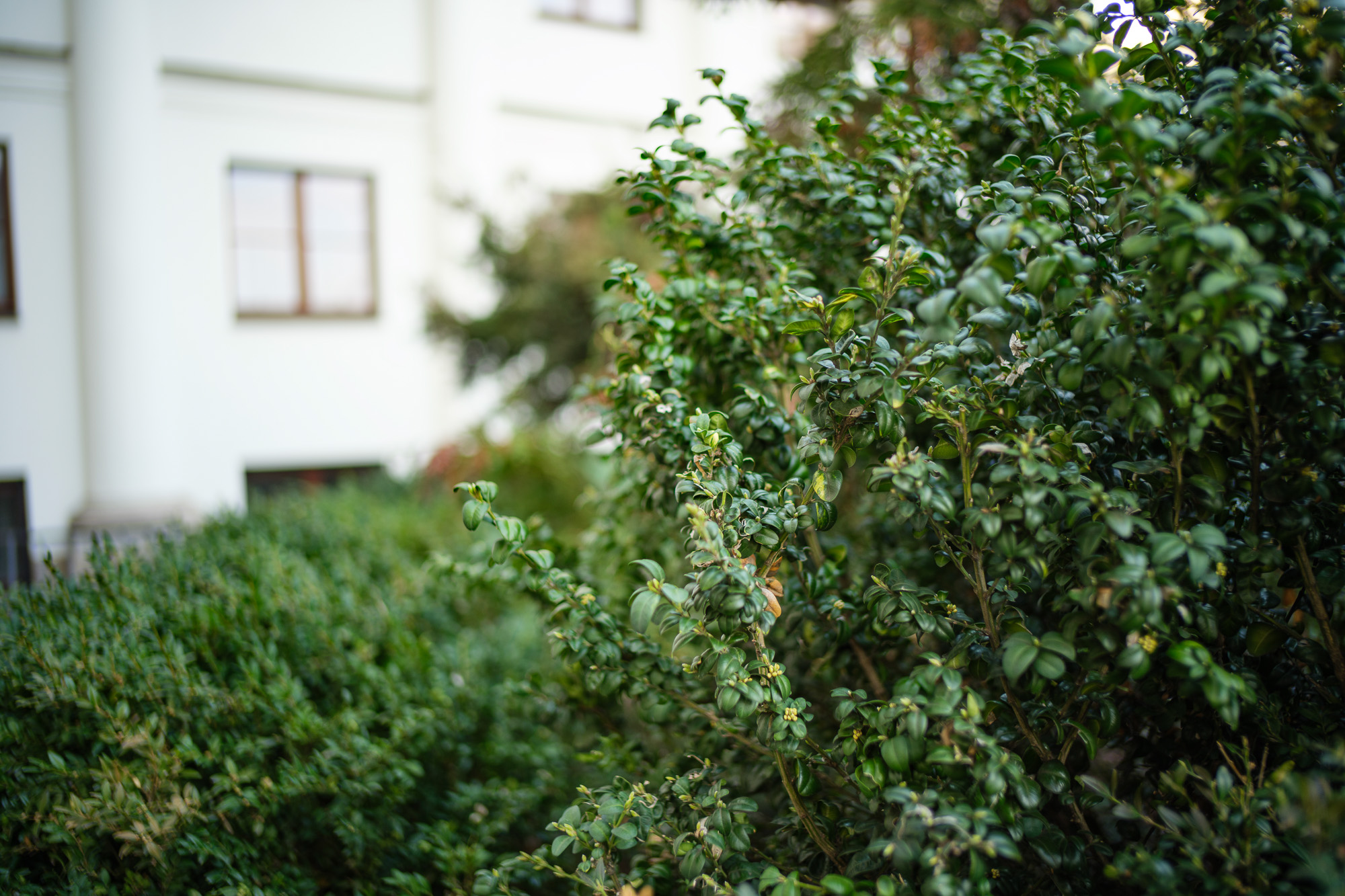 Obiektyw Voigtlander Nokton II Vintage Line 28 mm f/1,5 do Leica M - czarny