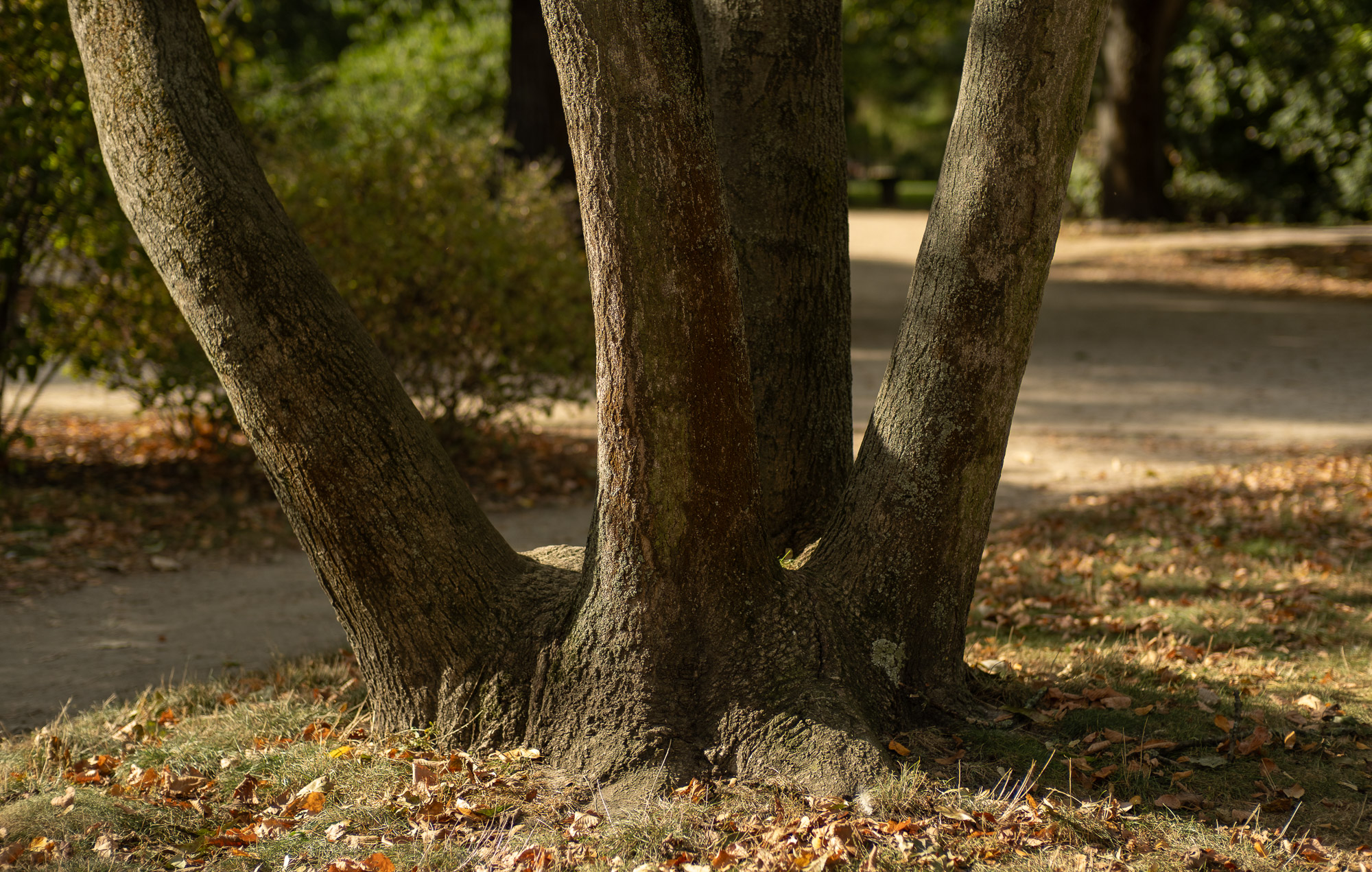 Obiektyw Voigtlander Nokton 50 mm f/1,2 do Fujifilm X