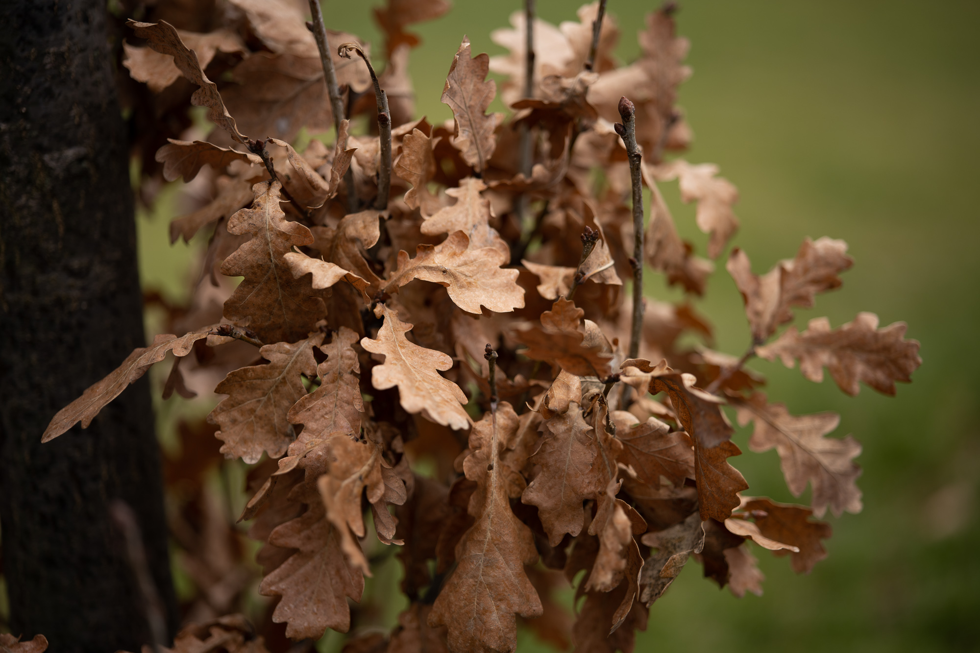 Obiektyw Voigtlander Macro APO Lanthar 65 mm f/2,0 do Nikon Z