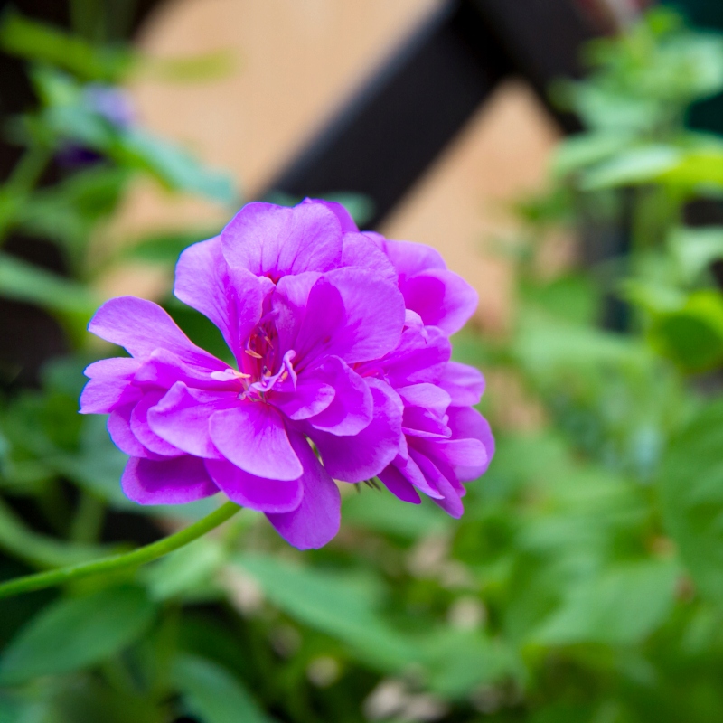 Właściwości i pielęgnacja pelargonii