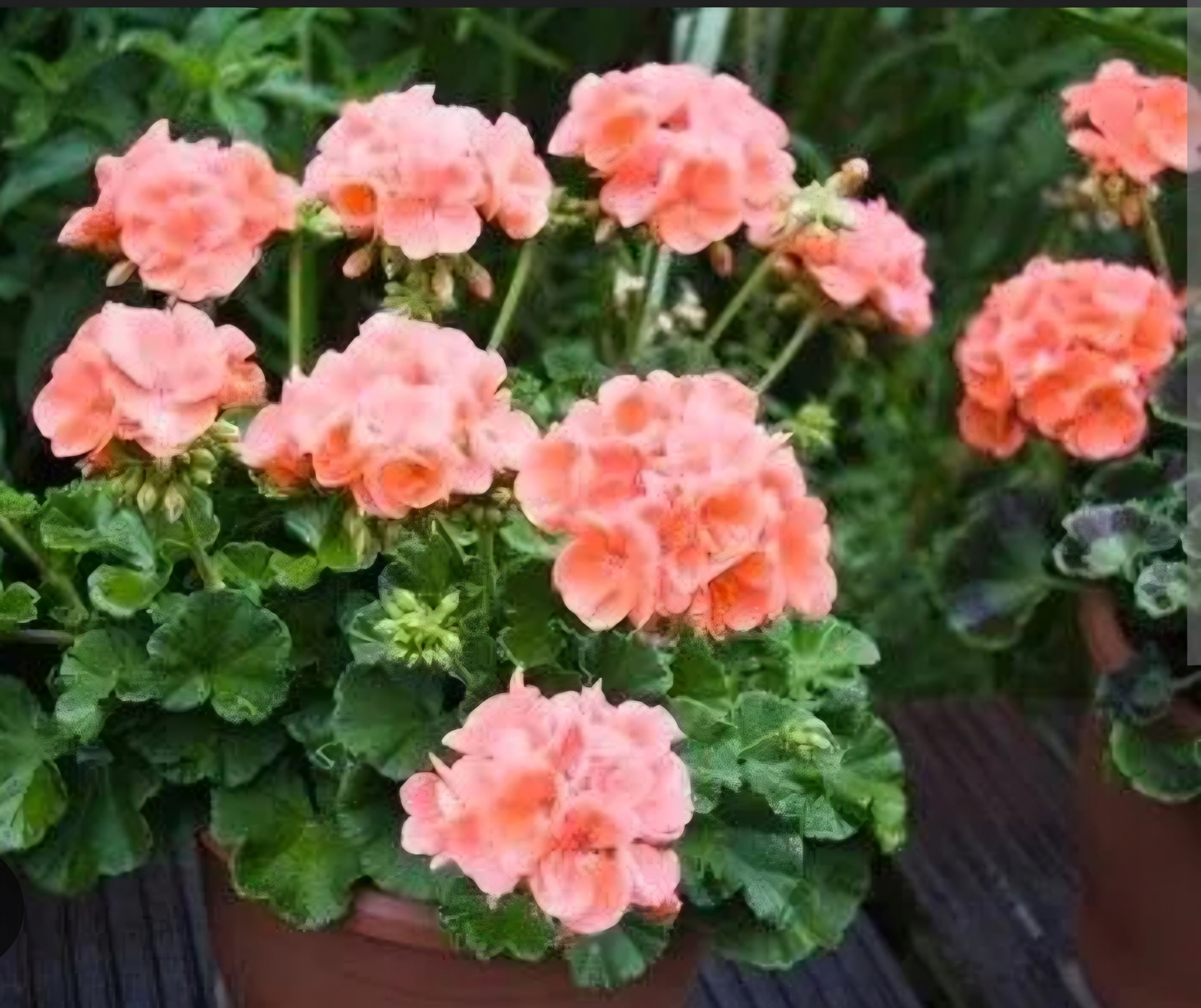 Pelargonia Gama F1 - Łososiowa - Idealna roślina do Twojego ogrodu