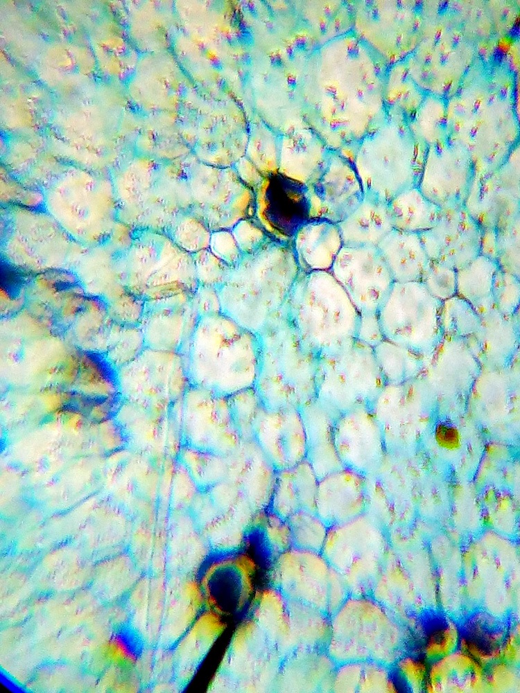 lvh-labzz-101-03.jpg