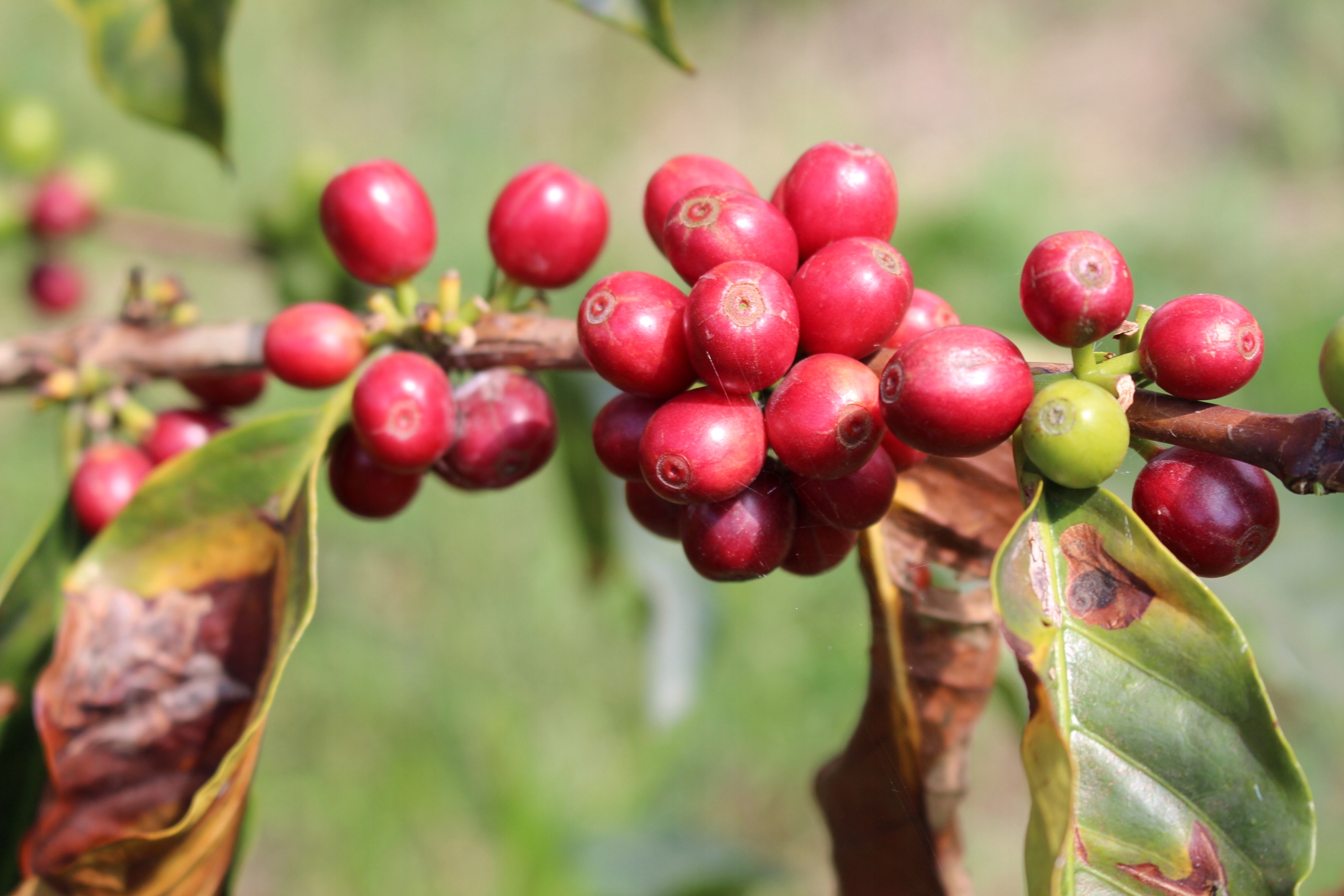 Kawa ziarnista 100% Arabica – Doskonała jakość