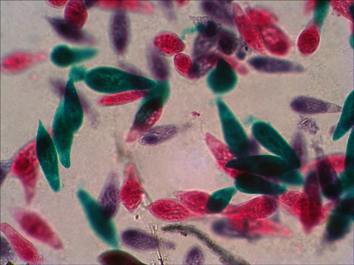 13-euglena.jpg