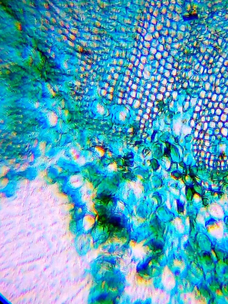 lvh-labzz-101-04.jpg