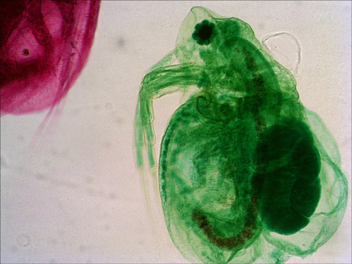 18-daphnia.jpg