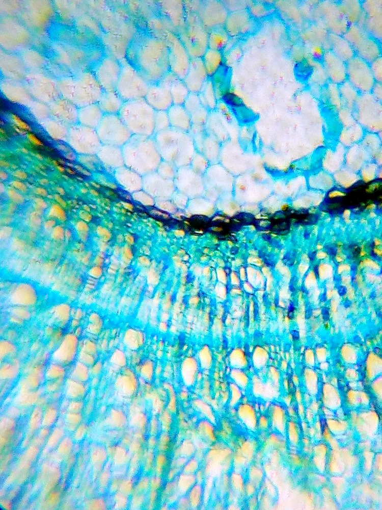 lvh-labzz-101-05.jpg