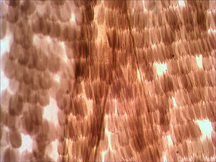 6-butterfly-wing.jpg