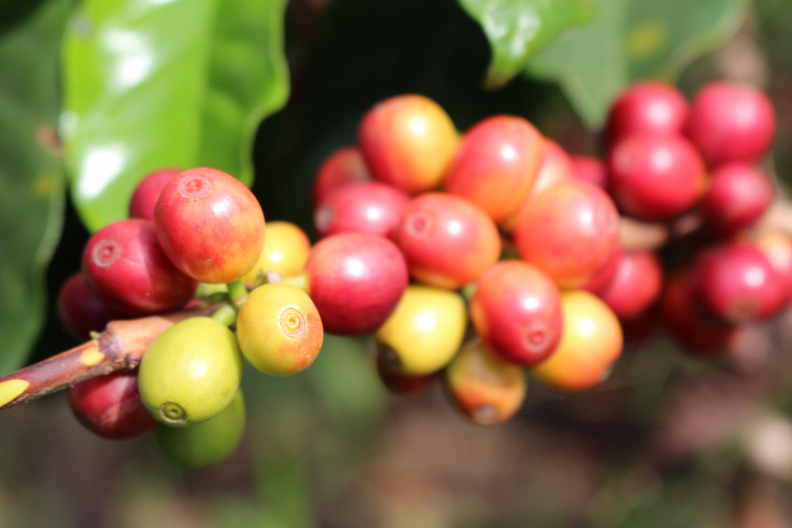 Kawa z ziaren Single Origin