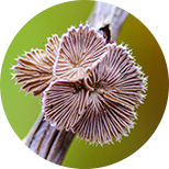 Kompleks PF SC-GLUCAN
