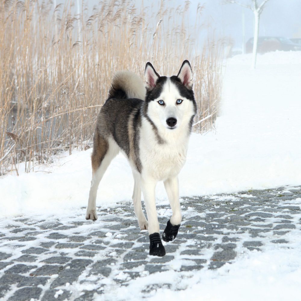 Trixie BUTY OCHRONNE Walker Active XL 2 szt.
