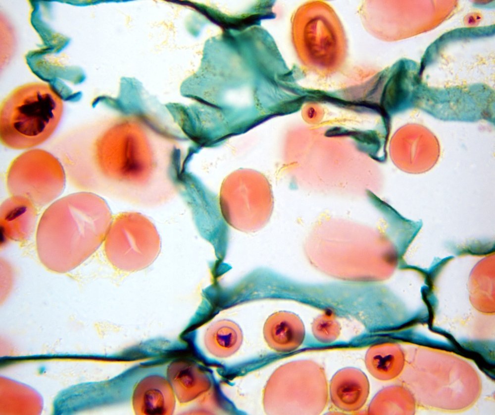 фото Мікроскоп оптичний Delta Optical Genetic Bino (DO-3408)