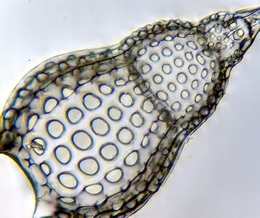 фото Мікроскоп оптичний Delta Optical Genetic Bino (DO-3408)