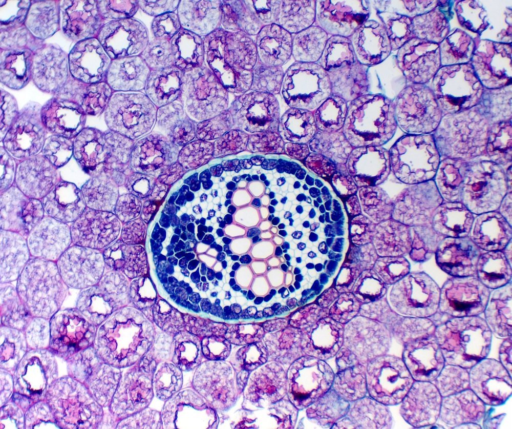 фото Мікроскоп оптичний Delta Optical Genetic Trino (DO-3409)