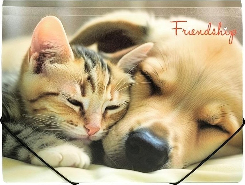 Teczka A4 PP na gumkę z nadrukiem Friendship 1