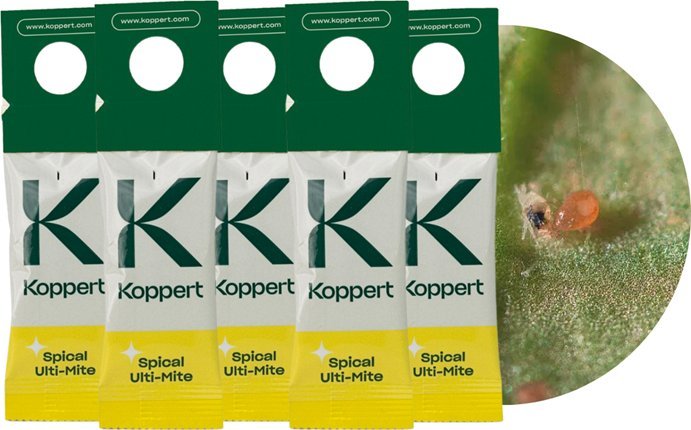 Dobroczynek Kalifornijski 5 szt 1