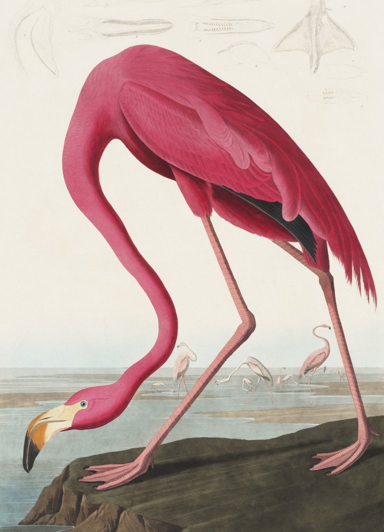 Plakat 13x18cm Różowy Flaming,  John James Audubon do Salonu 1