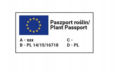 PLATINET NASIONA ASTER CHRYZANTEMOWY CALLISTEPHUS CHINENSIS SEEDS 1 G 1