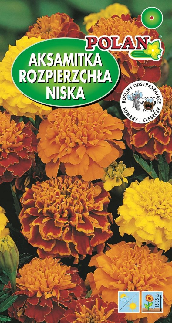 PLATINET NASIONA AKSAMITKA ROZPIERZCHŁA MERIGOLD SEEDS 1 G 1