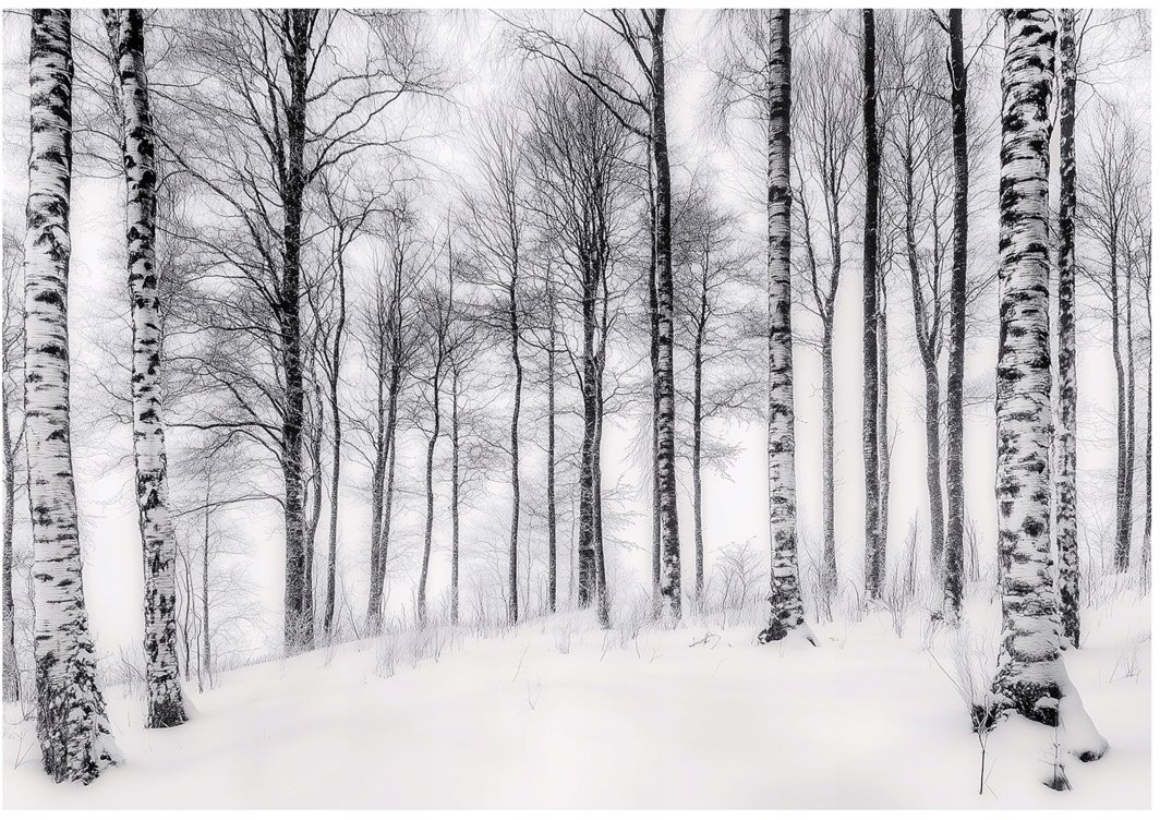 Fototapeta 3D Las Brzozowy Drzewa Natura Na Ścianę Sypialnia Salon 350X250 1